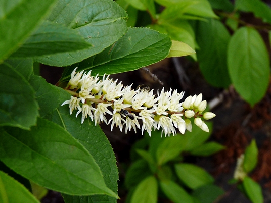 {Itea virginica}
